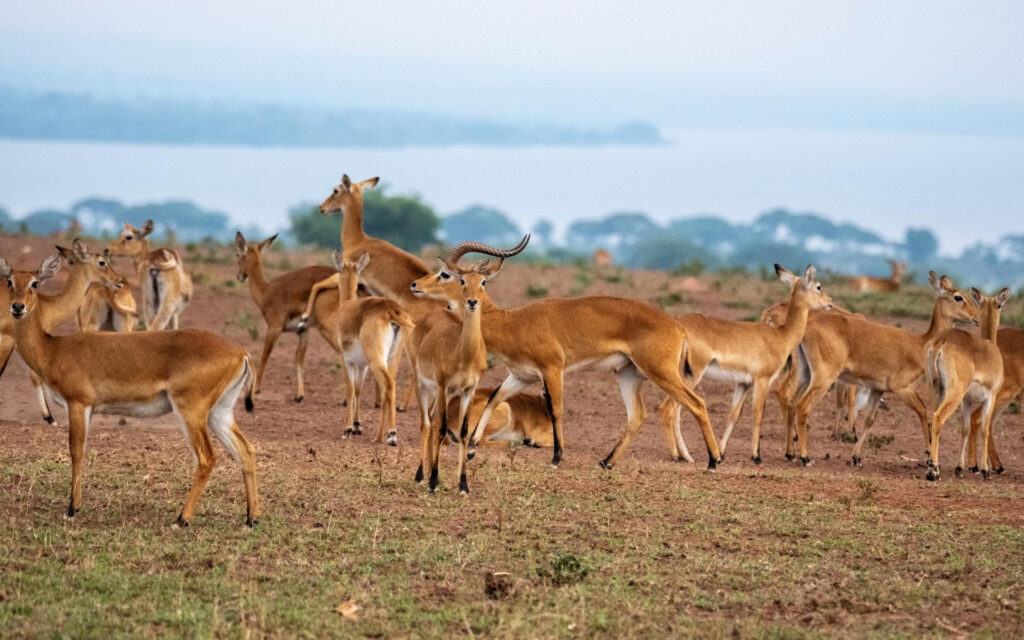 10 Day Best of Uganda Gorilla Wildlife Safari