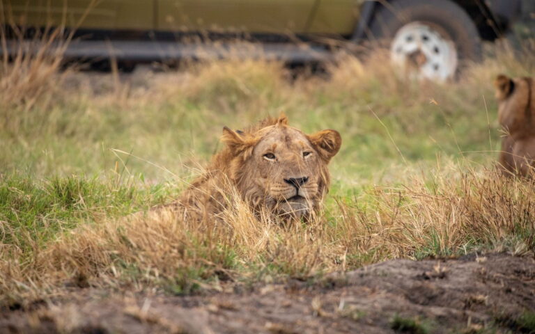 11 Day Best of Uganda Gorilla Primate Wildlife Safari
