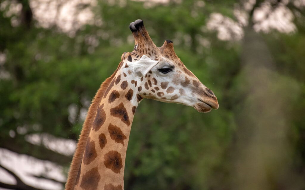 10 Day Serengeti Migration Private Tanzania Safari and Lake Natron