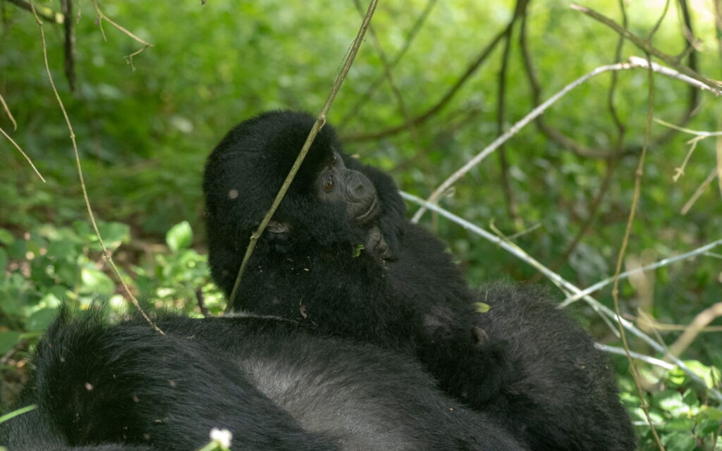 12 Day Best of Rwanda Gorilla Tour