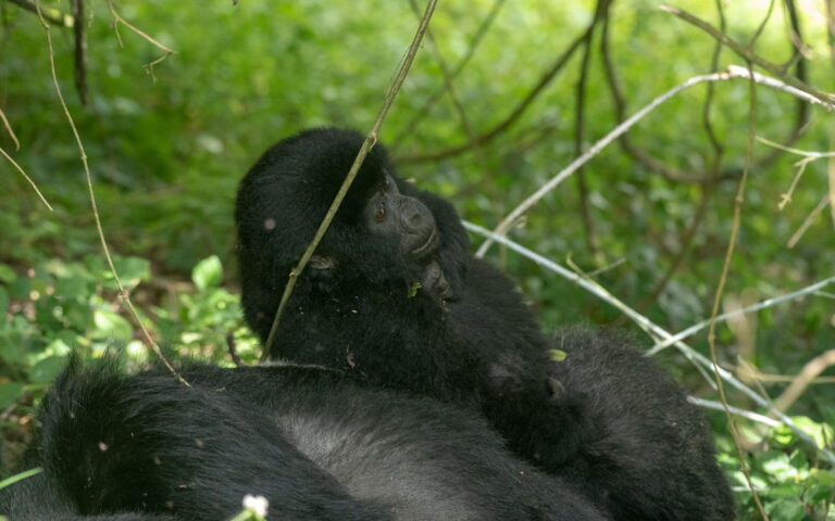 12 Day Best of Rwanda Gorilla Tour