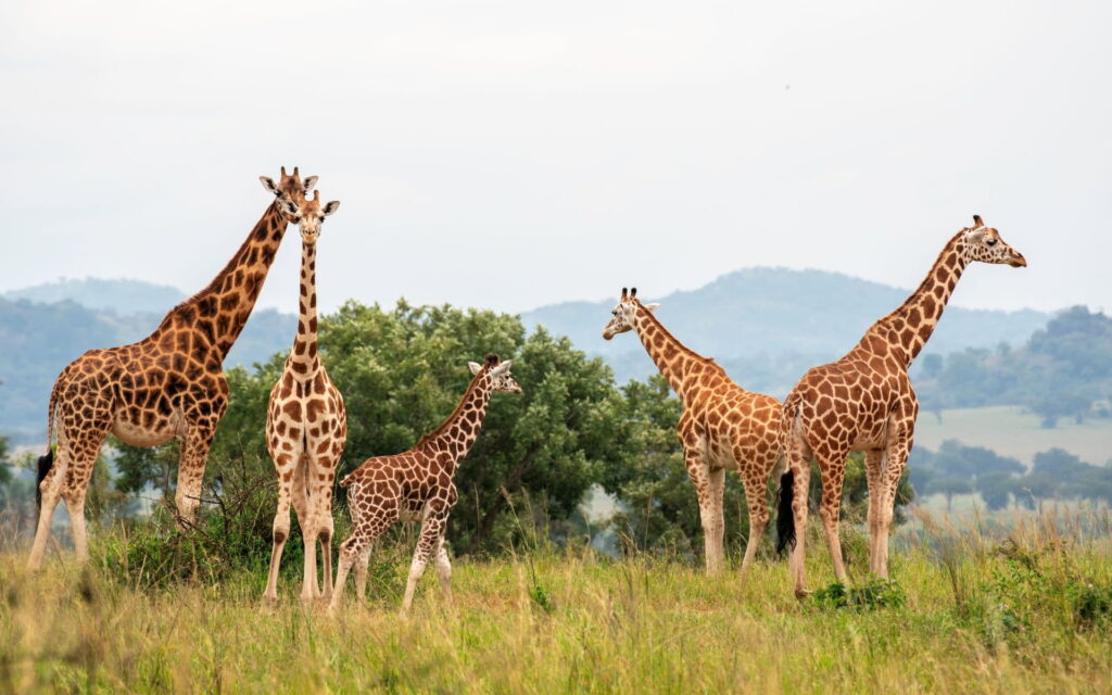 12 Day Uganda Gorilla and Wildlife Safari