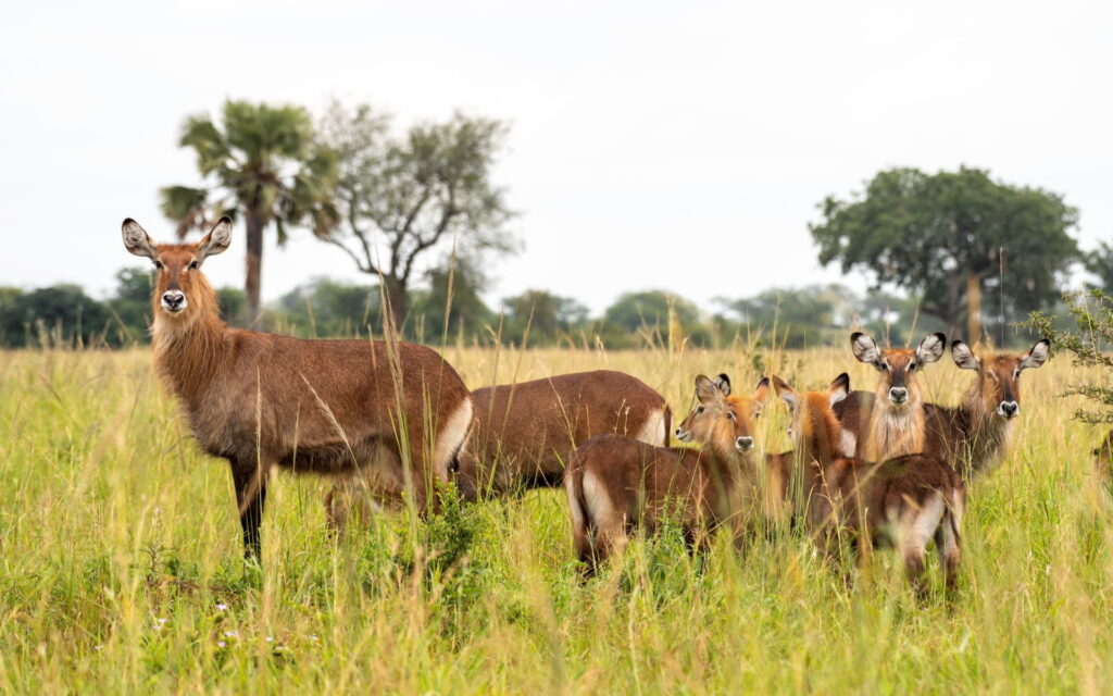 13 Day Ultimate Uganda Gorilla and Wildlife Safari