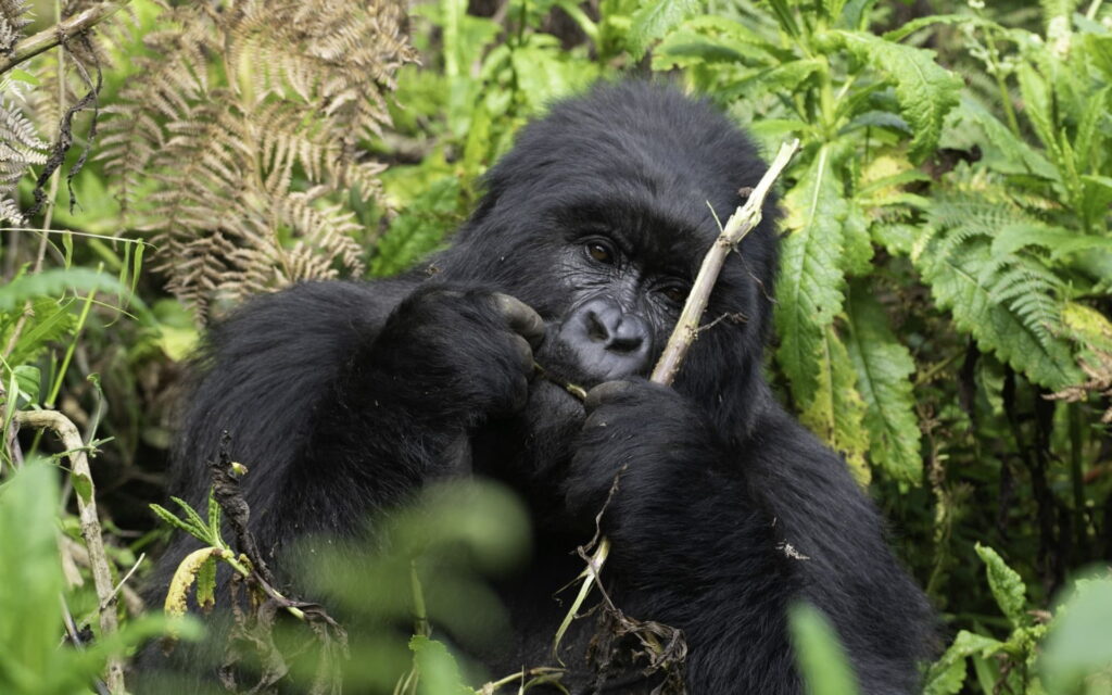 14 Day Uganda Gorilla and Wildlife Safari