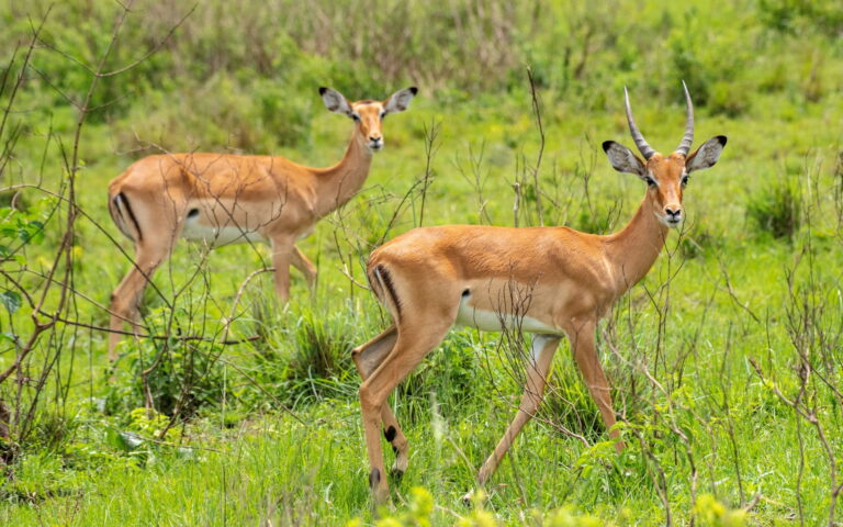 2 Day Akagera National Park Safari