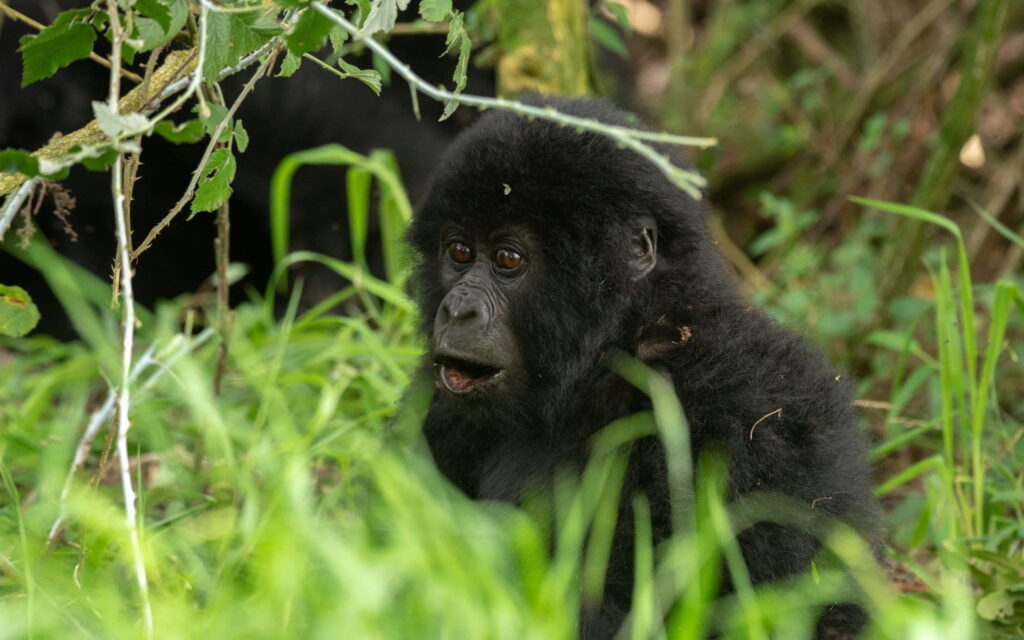 2 Day Bwindi Gorilla Safari through Kigali