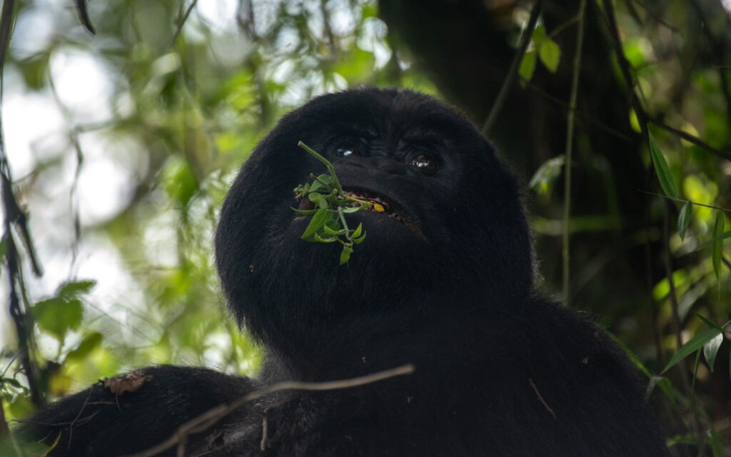 2 Day Rwanda Gorilla Trekking Tour
