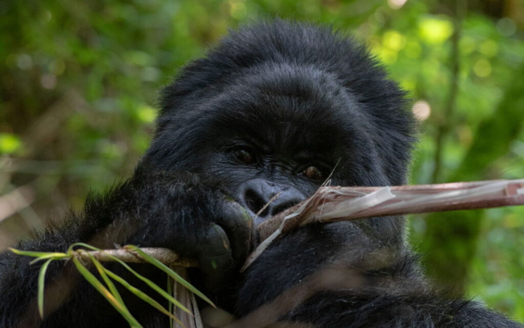2 Day Uganda Gorilla Trekking from Kigali