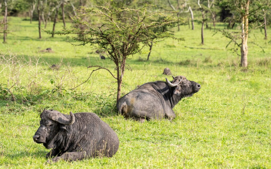 3 Day Akagera National Park Safari
