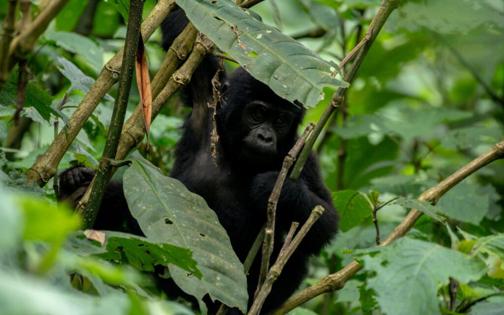 3 Day Rwanda Gorilla Trekking Tour