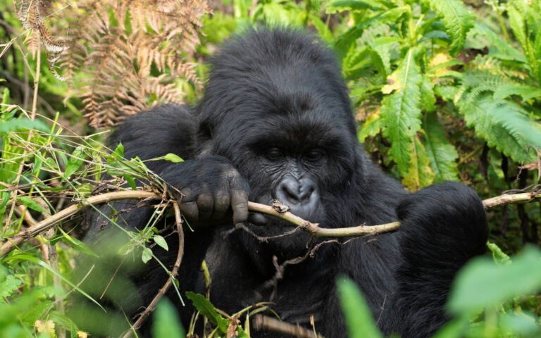 3 Day Rwanda Gorilla Trekking and Dian Fossey Tomb Visit