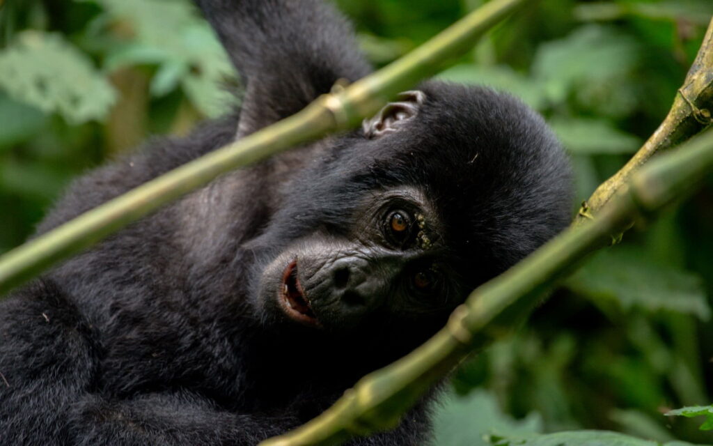 3 Day Rwanda Gorilla Trekking and Lake Kivu Safari