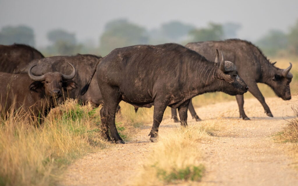 4 Day Rwanda Gorilla Trekking and Wildlife Viewing Safari