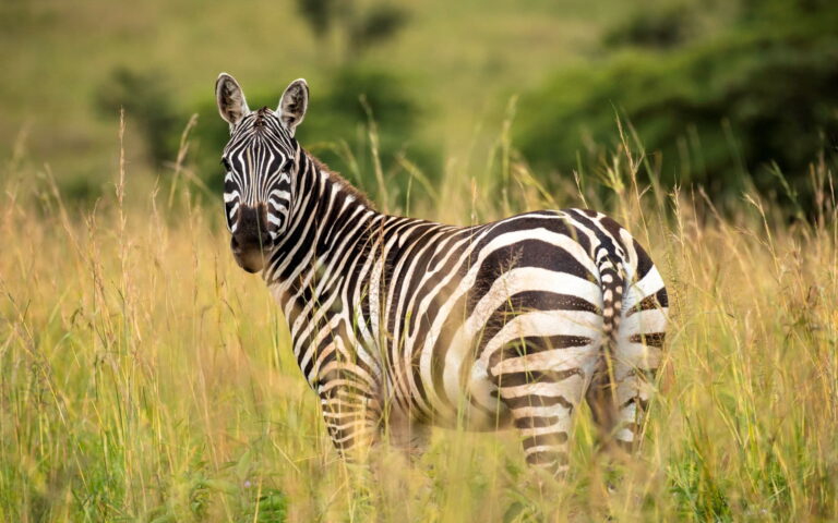 5 Day Group Tour Manyara Serengeti Ngorongoro Tarangire