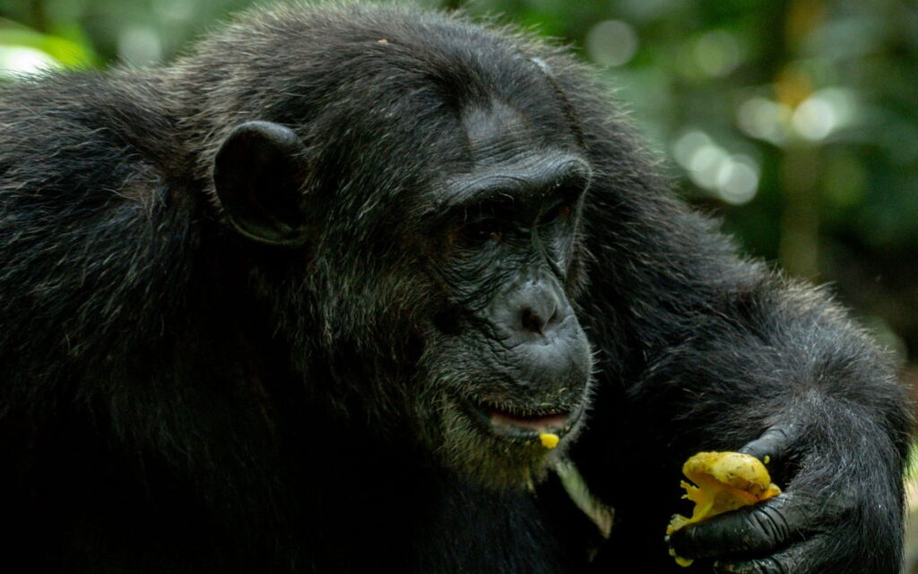5 Day Rwanda Game and Chimpanzee Safari