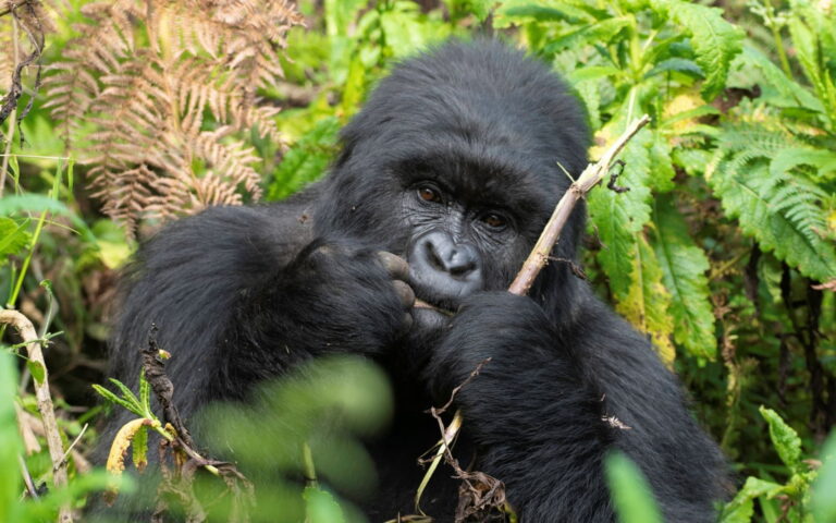 6 Day Rwanda Gorilla Trekking, Dian Fossey and Wildlife Viewing Safari