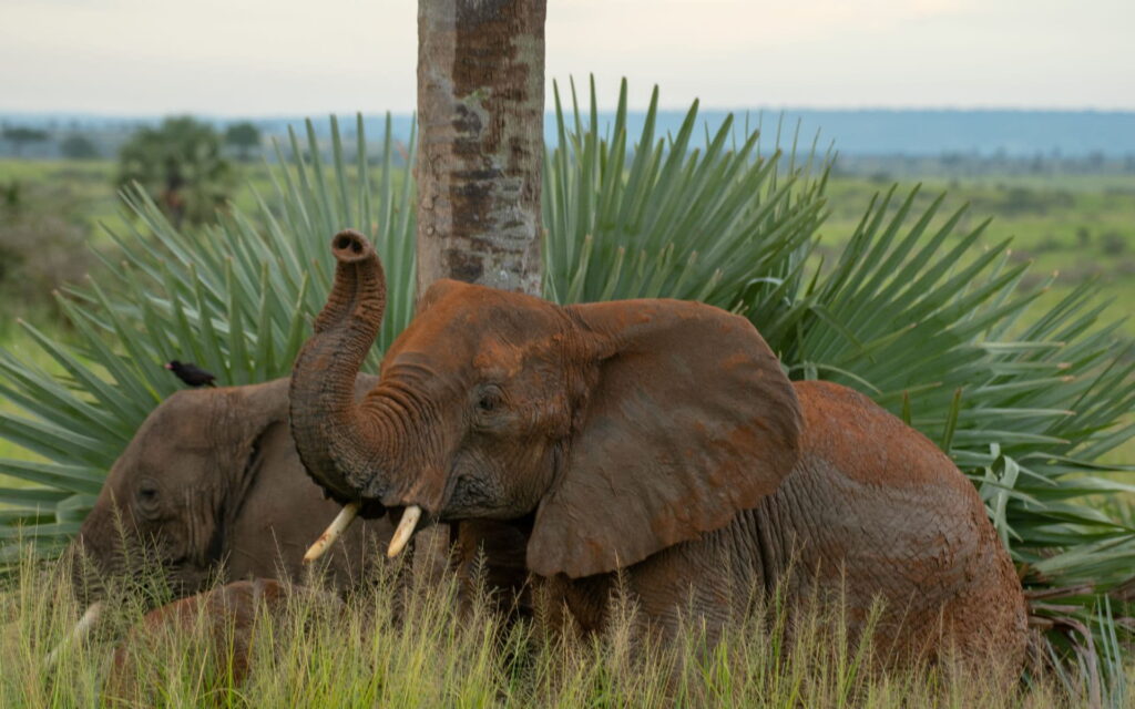 6 Day Rwanda Wildlife and Nyungwe Safari