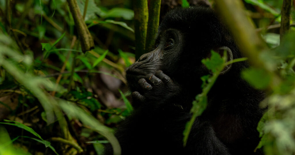 3-Day Luxury Gorilla Trekking Tour from Kigali
