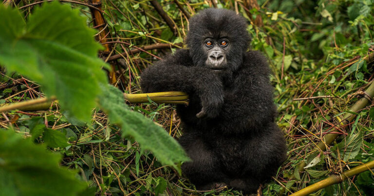 3 Day Rwanda Gorilla Trekking Luxury Safari