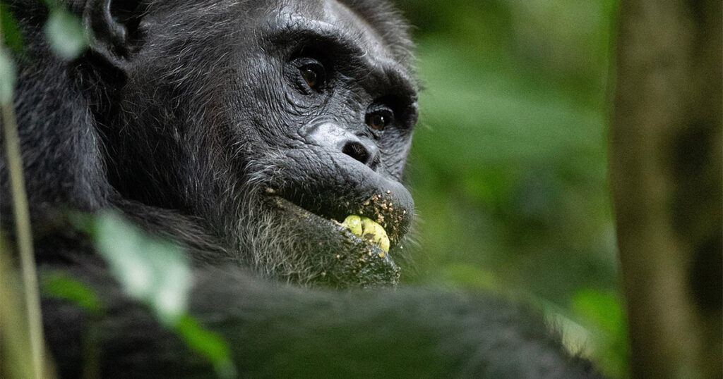 4 Day Rwanda Luxury Double Chimpanzee Trekking Tour