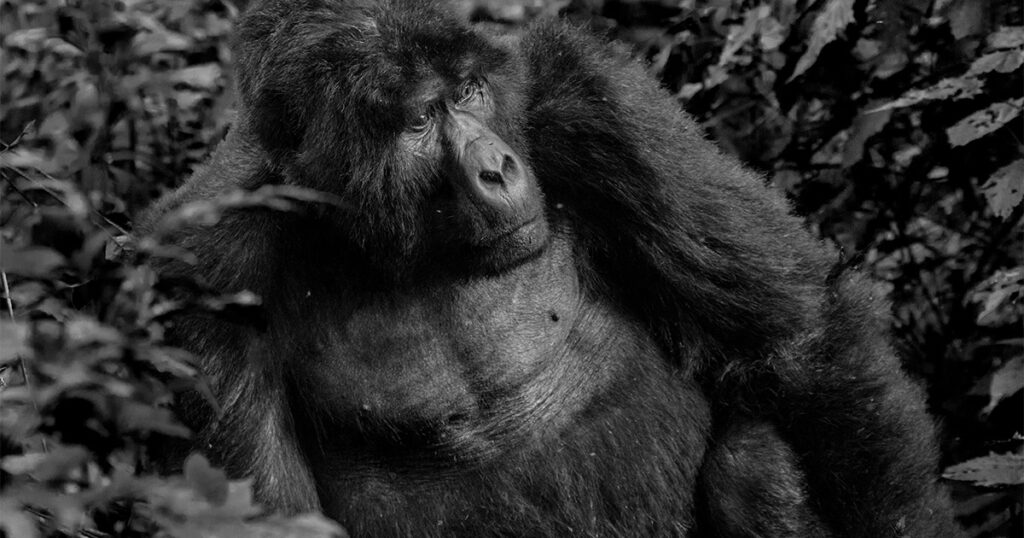 4-Day Rwanda Luxury Gorilla and Golden Monkey Safari
