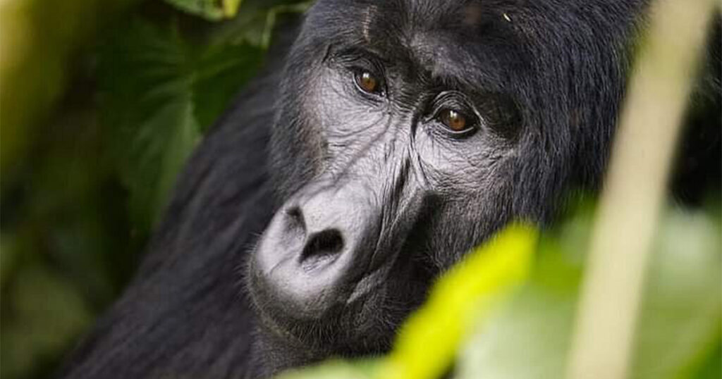 5-Day Luxury Gorilla Habituation and Chimp Trekking Safari