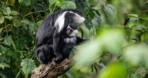 Nyungwe national park
