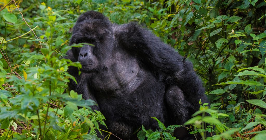 Activities to do at gorilla trekking in Uganda
