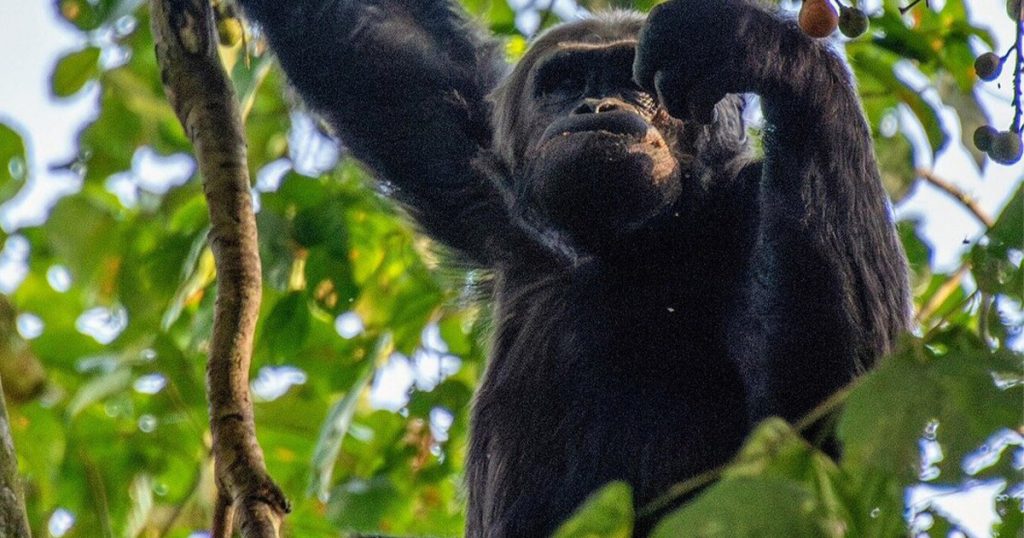 age limit for chimpanzee trekking in Nyungwe national park