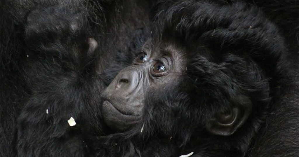 In Rwanda’s Volcanoes National Park, the official minimum age for gorilla trekking is 15 years old.