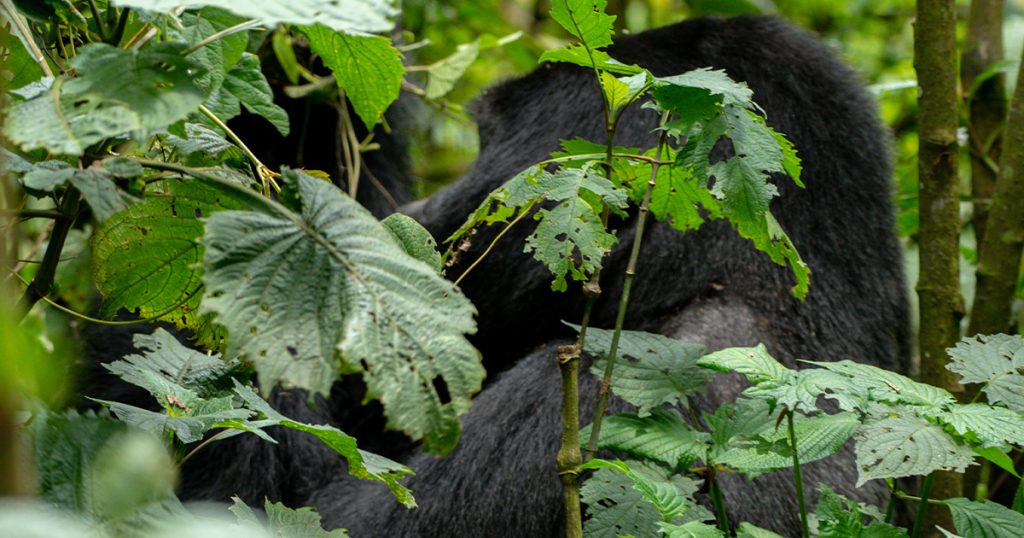 age limit for gorilla trekking in Uganda.