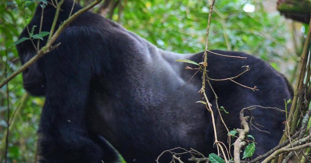 Easiest sector for Uganda gorilla trekking