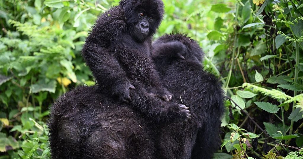 Gorilla trekking and Gorilla habituation.