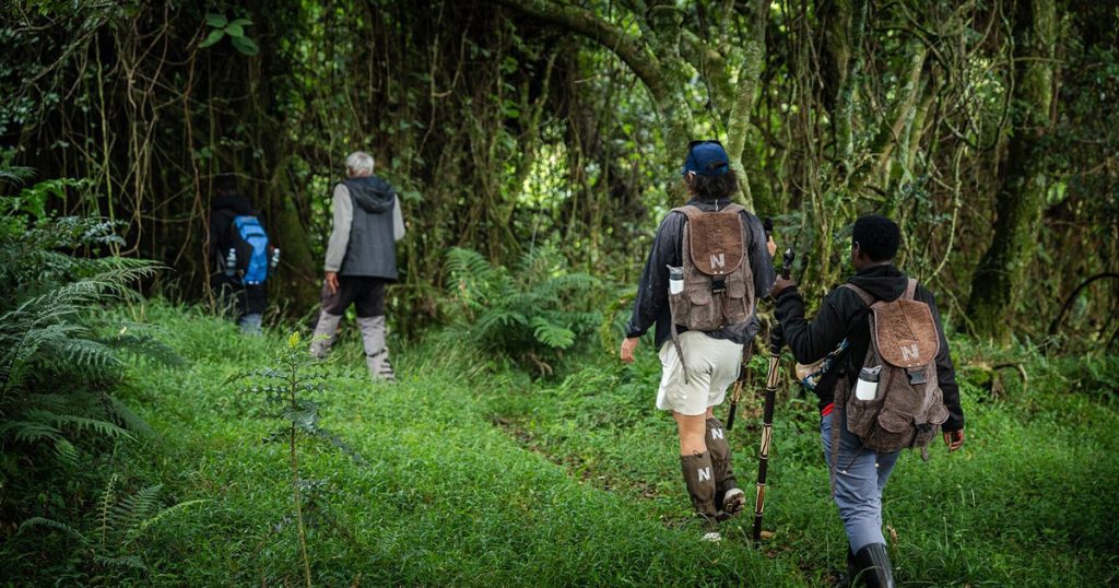 Rwanda gorilla trekking vs Uganda gorilla trekking