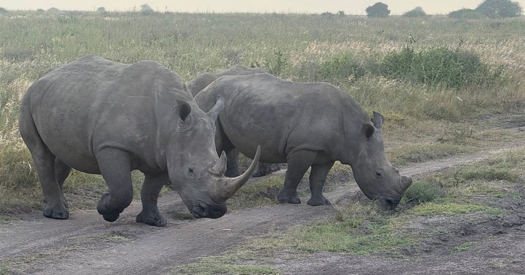 Vaccinations required for Kenya safari