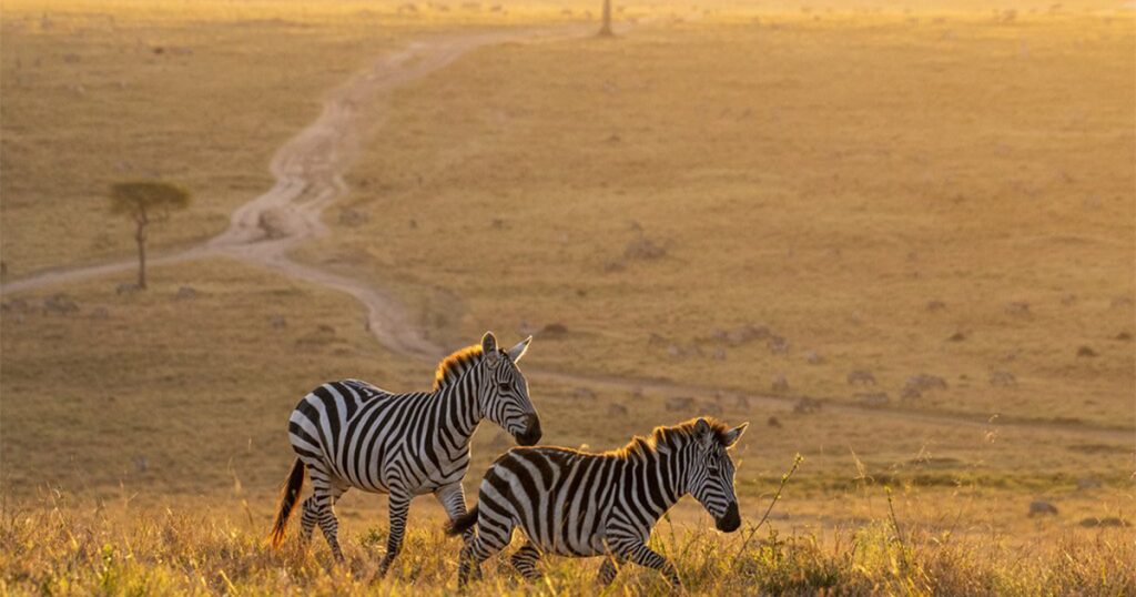 What Currency Is Used During a Kenya Safari