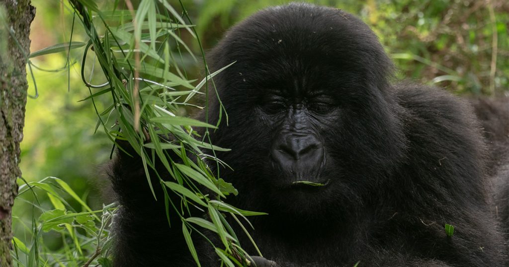 What is gorilla habituation experience
