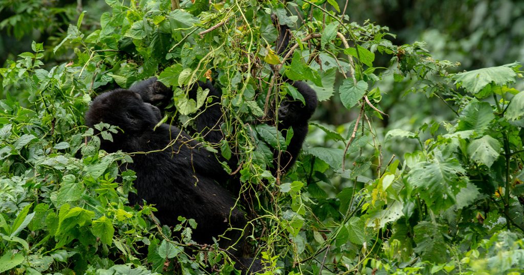 What is gorilla trekking experience.