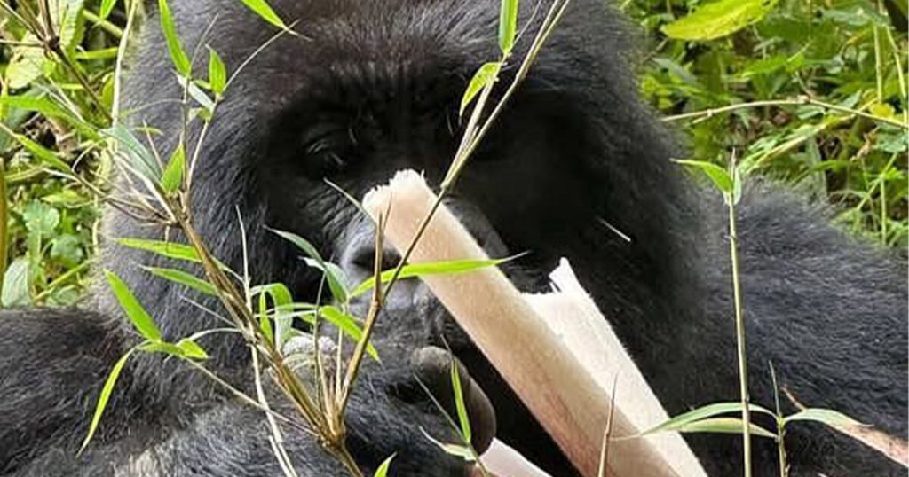 What is the best time to do gorilla trekking in Uganda.