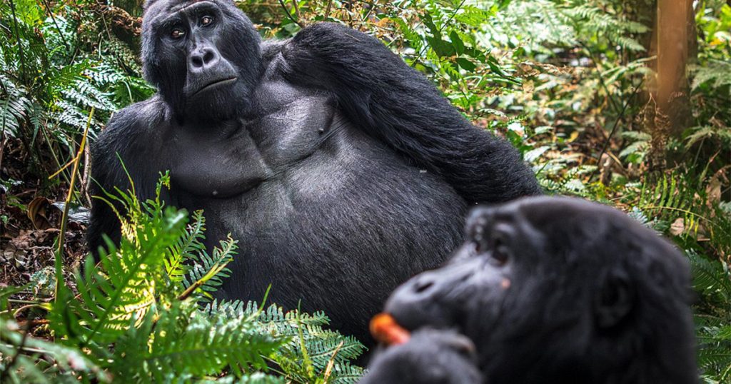 What to expect on a gorilla trekking day