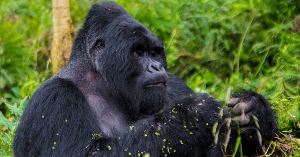 Why plan a gorilla trekking tour with Wild Ape Safaris
