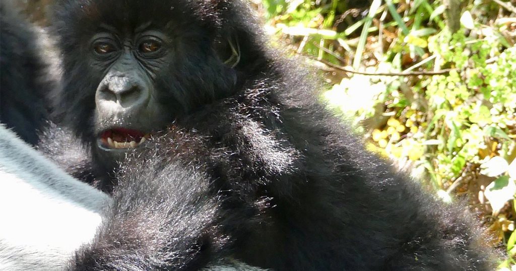 Why trek gorillas in Mgahinga Gorilla National Park.