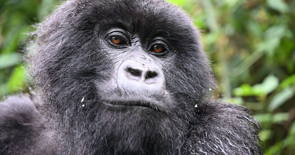 Why trek gorillas in Volcanoes National Park.