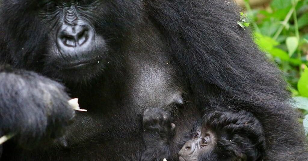 gorilla trekking in Rwanda