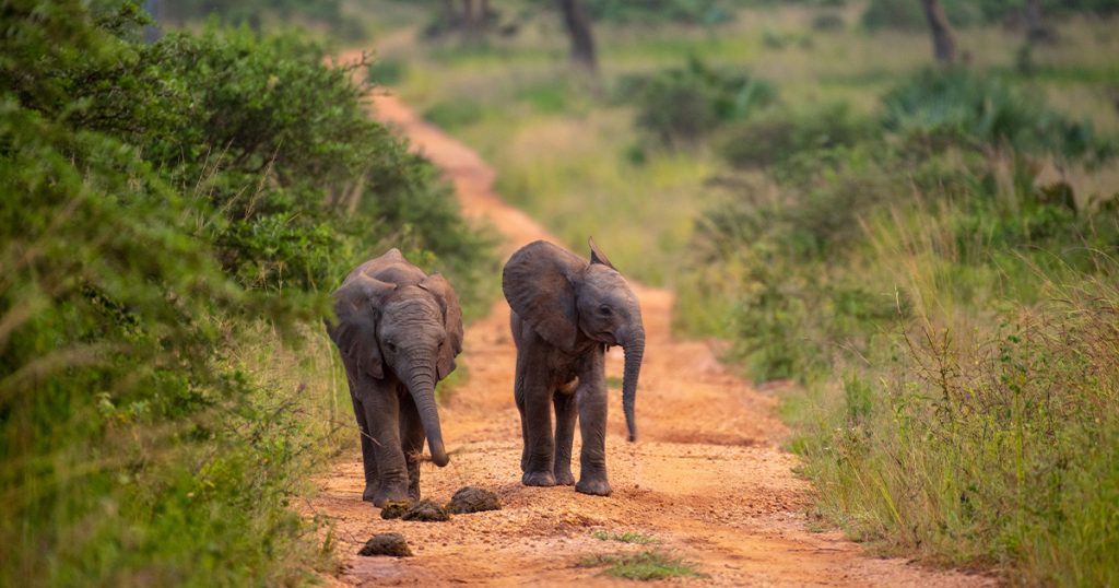 11 Day Best of Uganda Gorilla and Wildlife Safari