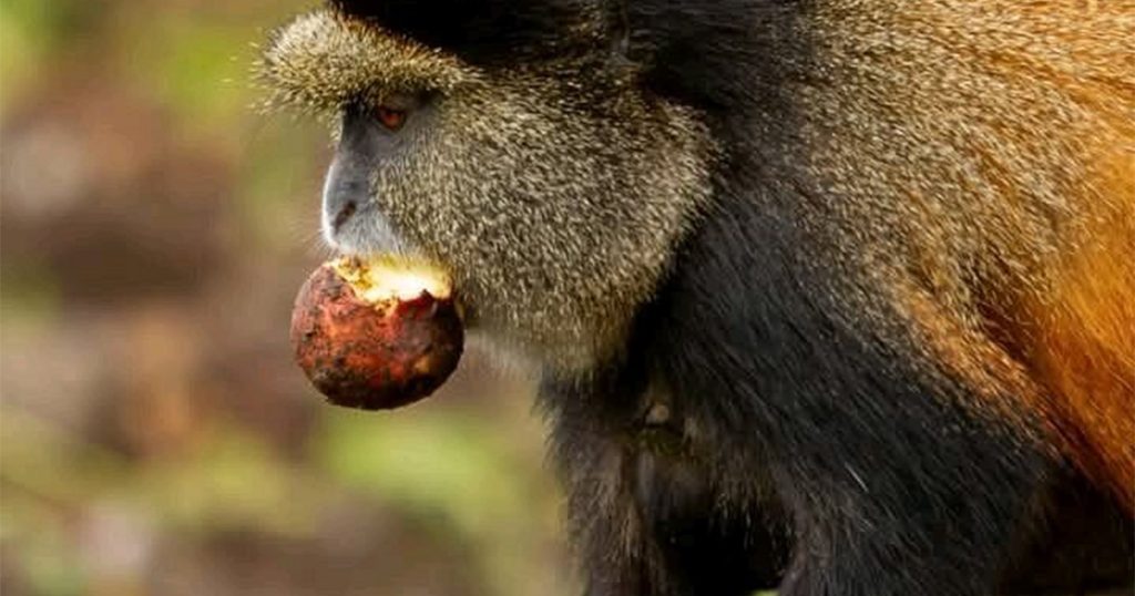 12 Days Uganda and Rwanda Primate and Wildlife safari