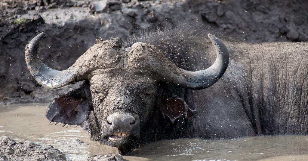 14 Day Best of Uganda primates and Wildlife Safari