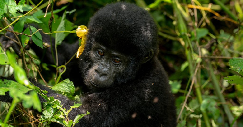 5 Day Uganda Gorilla and Wildlife safari