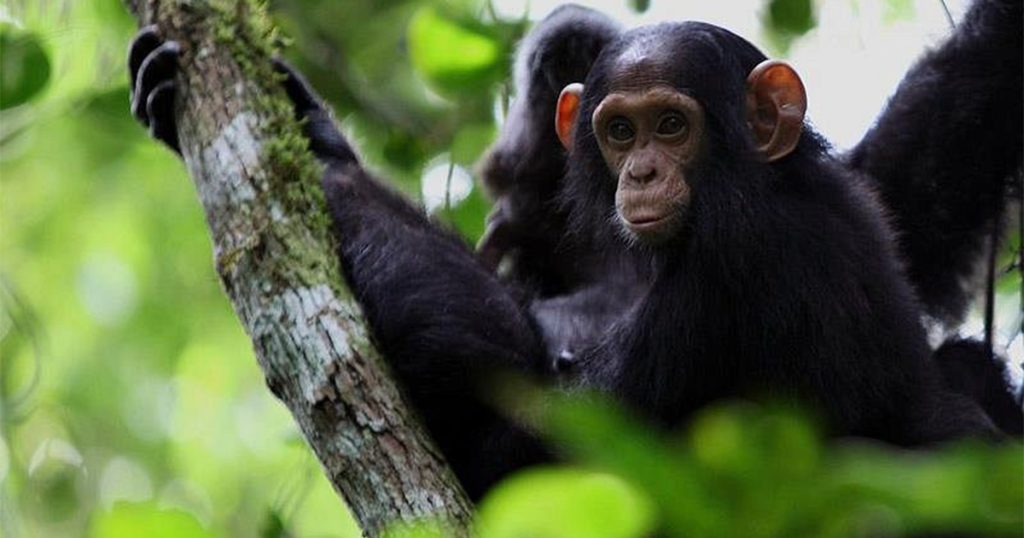 9 Day Best of Uganda Primates and Wildlife Safari