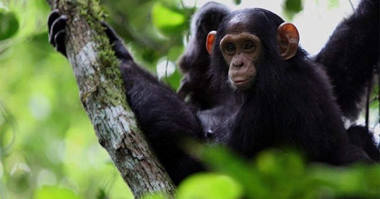 9 Day Best of Uganda Primates and Wildlife Safari
